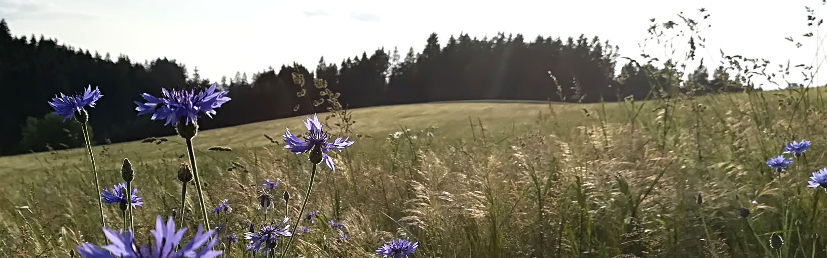 Visokokvalitetne pređe za pletenje, kukičanje i filc Lana Grossa Vune | Heklavuna