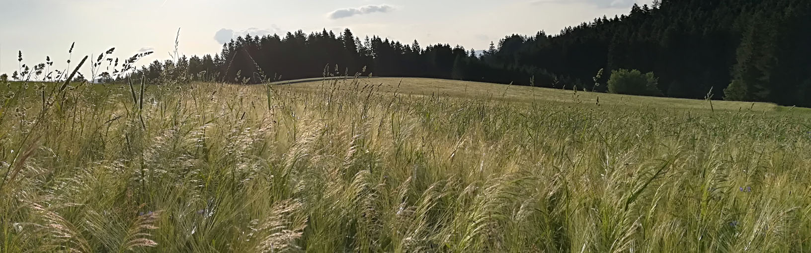 Visokokvalitetne pređe za pletenje, kukičanje i filc Lana Grossa Vune | Veganske pređe